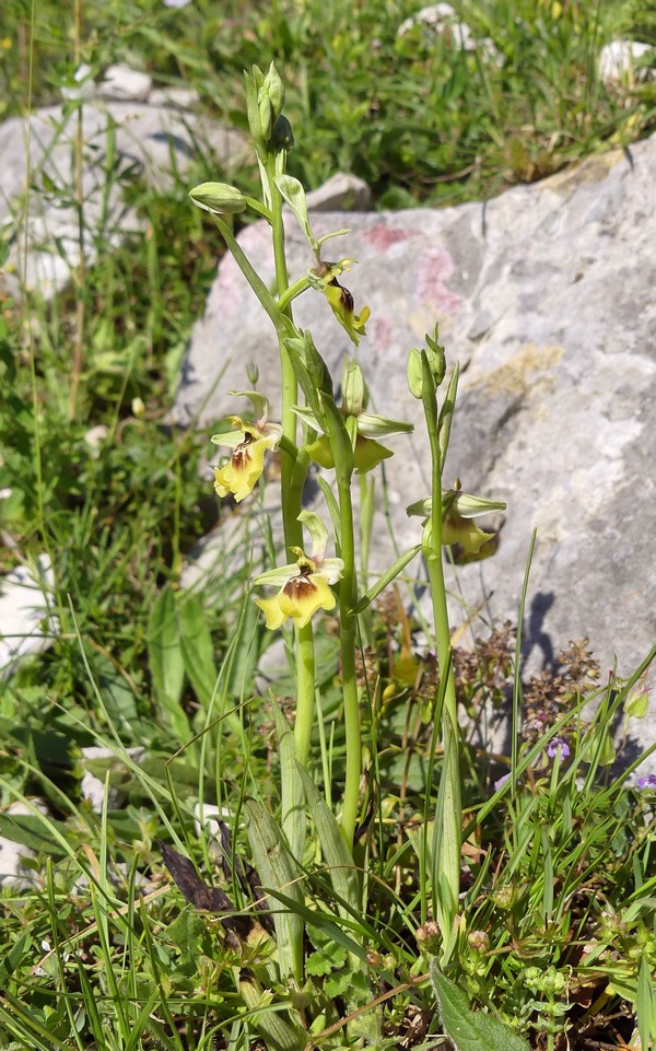 Ophrys lacaitae: la regina delle Ophrys prov. Frosinone  2020